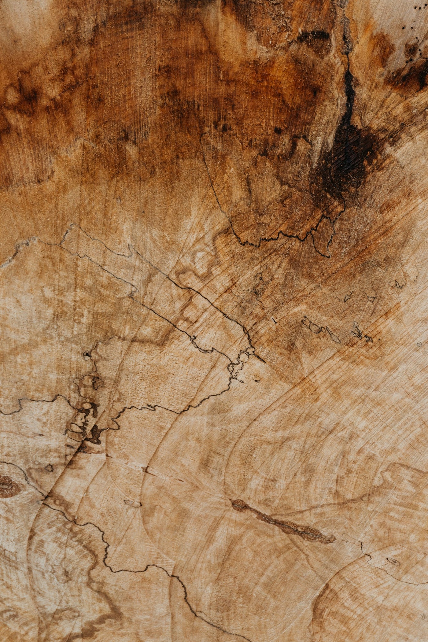 Macro of wood grain texture